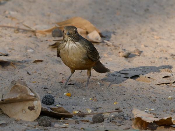 Roodbuiklijster (Turdus rufiventris)